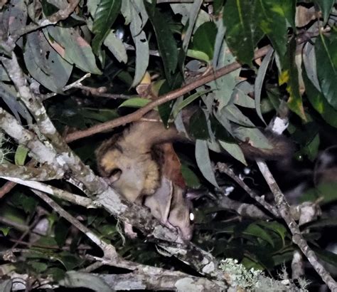 Jentinks Flying Squirrel Kinabalu Park Hq Mammals Of Borneo