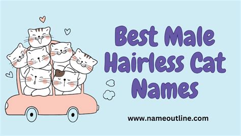 Hilarious Monikers In Funny Names For Hairless Cats Name Outline