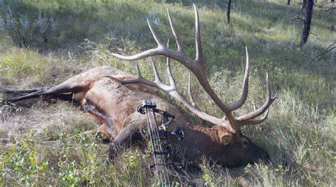 Potential World-Record Elk Confirmed | An Official Journal Of The NRA