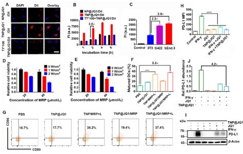 Cellular Uptake And Cytotoxicity Of Tnpjq1mrp Nanoparticles A Clsm