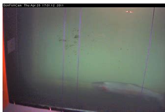 Bonneville Dam Fish Cam | IFish Fishing Forum