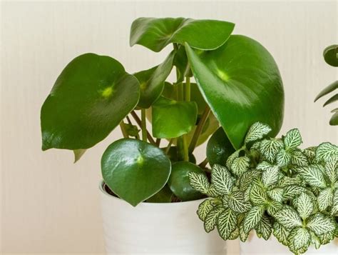 How To Take Care Of A Peperomia Plant With Pictures Smart Garden