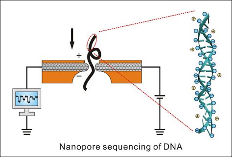 科学网—基于纳米孔的第三代测序技术：每个人都能支付得起的基因测序 科学出版社的博文