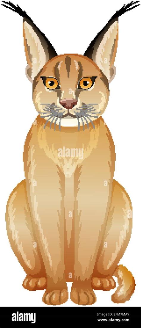 Caracal Wild Cats Stock Vector Images Alamy