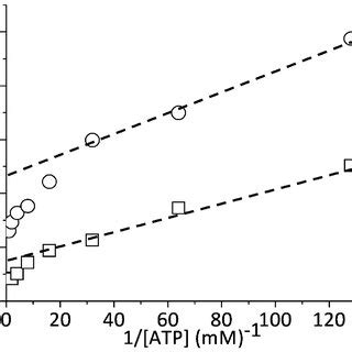 The Effect Of ATP On Actin Sliding Velocities V Measured In A