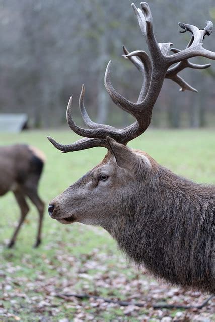 Red Deer Antler Free Photo On Pixabay Pixabay