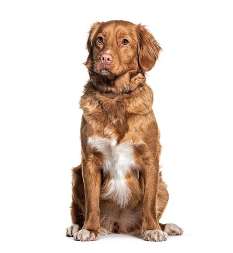 Premium Photo Sitting Toller Or Nova Scotia Duck Tolling Retriever