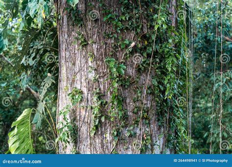 Kapok Tree Trunk Amazon Rainforest Stock Image Image Of Deciduous