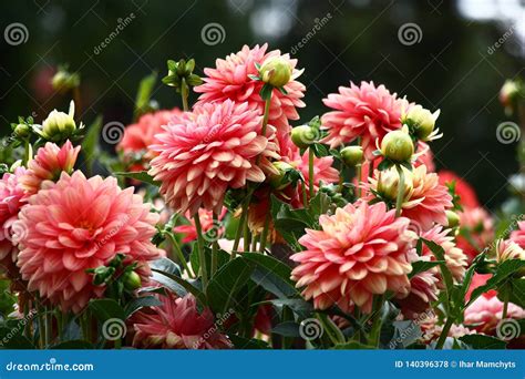 Pink Dahlias Against A Dark Background Stock Photo Image Of Blossom