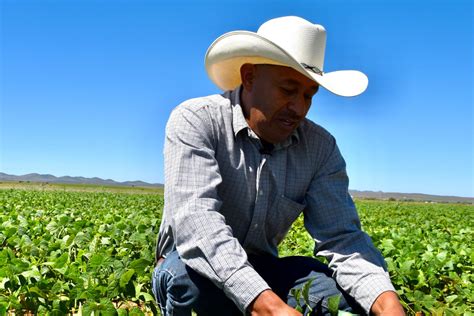 Productores Alertan Desabasto De Frijol Ante Sequ A Al Norte De M Xico