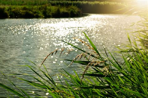 Free Images Tree Nature Marsh Swamp Light Plant Lawn Meadow