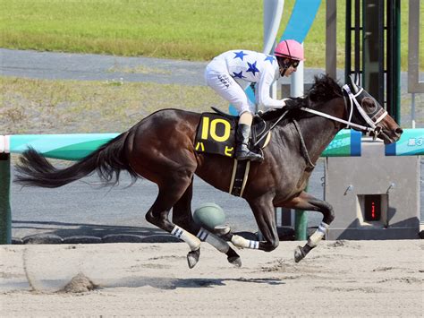 チャンピオンズcは老獪な騎手が導く伏兵が不気味。本命馬に真っ向勝負を挑む有力馬を尻目に漁夫の利を得るか 2ページ目 Web