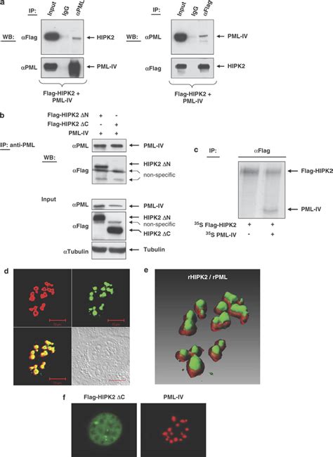 Homeodomain Interacting Protein Kinase 2 Hipk2 Binds Promyelocytic