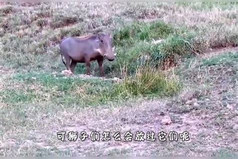 狮群追杀疣猪，从疣猪洞里掏出来咬死分食，镜头记录全过程猪洞分食狮群