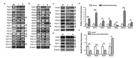 Ijms Free Full Text P2 Receptors Influence Hmscs Differentiation