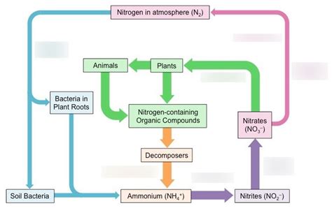 AQA A level Biology - 5, Energy Transfers in and between organisms ...