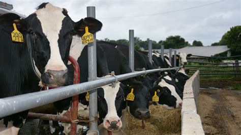 Dairy Farmers Score Water Quality Grants