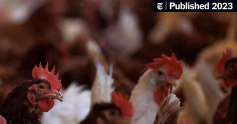 U.S. Considers Vaccinating Chickens Amid Bird Flu Outbreak - The New ...