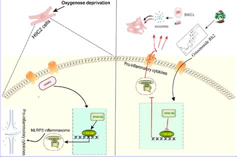 Figure 7 From Ginsenoside Rh2 Inhibits NLRP3 Inflammasome Activation