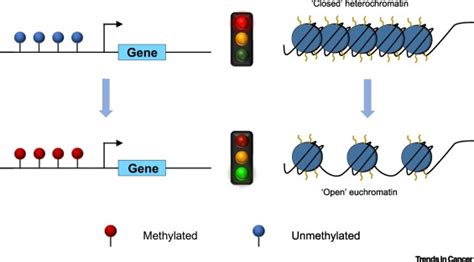 Promoter Dna Hypermethylation And Paradoxical Gene Activation Trends