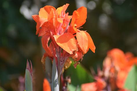 Orange Lily Flower - PixaHive