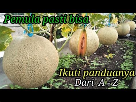 Cara Menanam Melon Dari Biji Sampai Panen How To Grow Melons From Seed