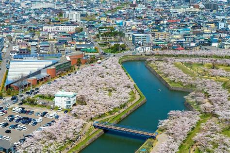 Premium Photo Goryokaku Park In Springtime Cherry Blossom Season