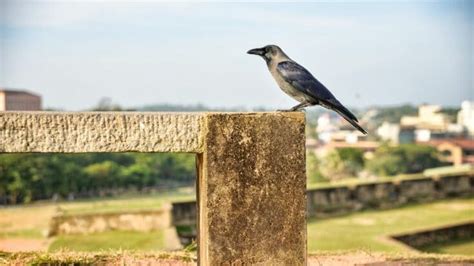 Do Crows Make Good Pets? The Answer Is Here! – animalfoodplanet