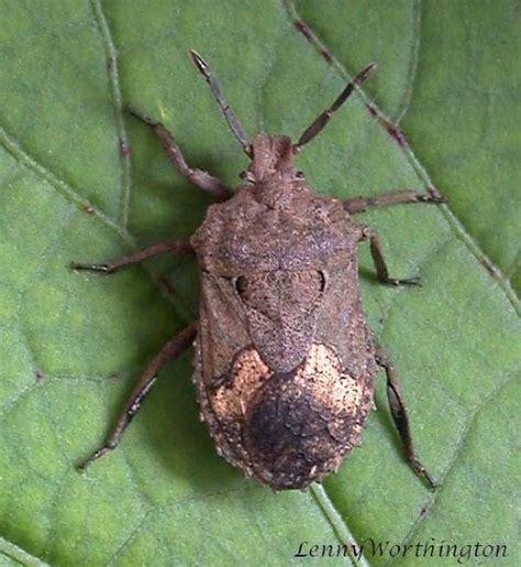 Shield Bug Project Noah