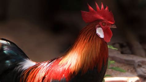 Jungle fowl, Junglefowl Organism Classification, Red Junglefowl Gallus ...