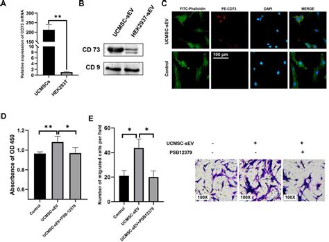 Frontiers CD73 Positive Small Extracellular Vesicles Derived From