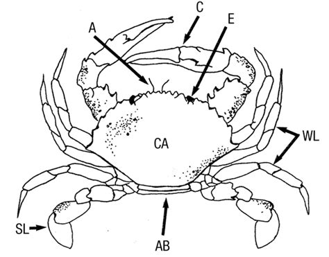 Blue crab anatomy - peoplemoli