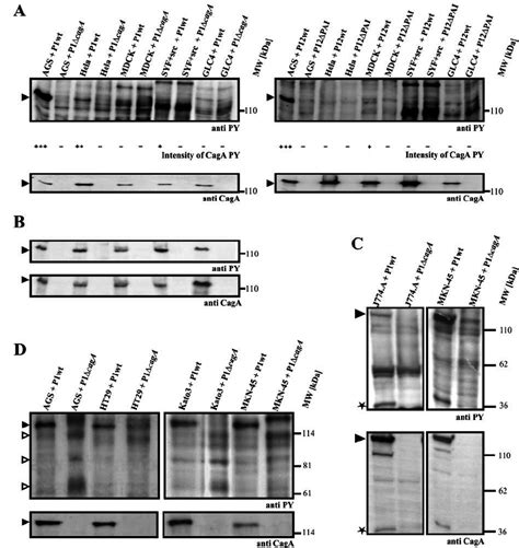 CagA Translocation CagA Processing And Dephosphorylation Of Host Cell