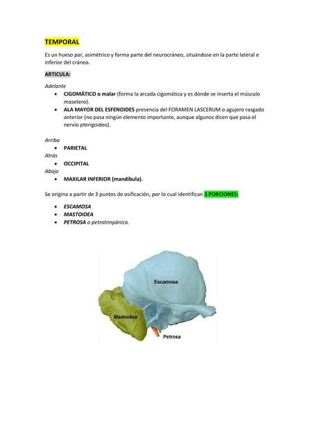 Res Menes De Hueso Temporal Descarga Apuntes De Hueso Temporal