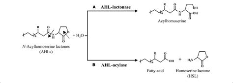 The General Structure Of Ahl Signals And The Corresponding