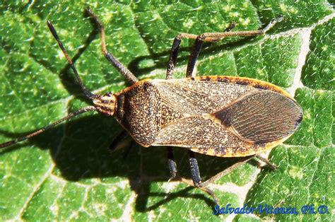 Hemiptera-Heteroptera-Coreidae-Anasa tristis-Squash Bug (C) - Urban ...