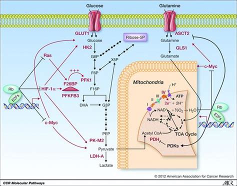 Molecular Pathways Regulation Of Metabolism By Rb Clinical Cancer