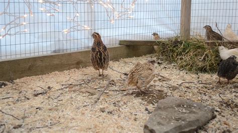 Coturnix Quail Mating Calls And Male Sounds Youtube