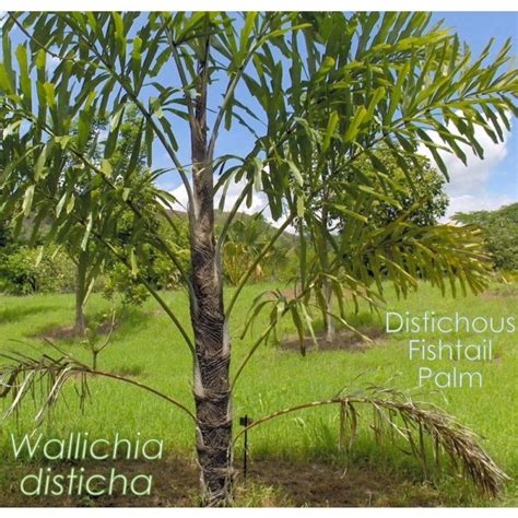 Buy Distichous Fishtail Palm Seeds - Rarexoticseeds