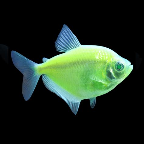 Glofish Tetra Electric Green Akvaarium Pluss O