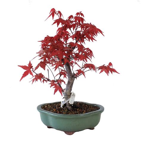 Acer Palmatum Deshojo Bons I Importado De Jap N Garden Rivas