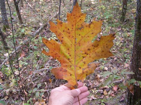 Blue Jay Barrens: Giant Oak Leaves