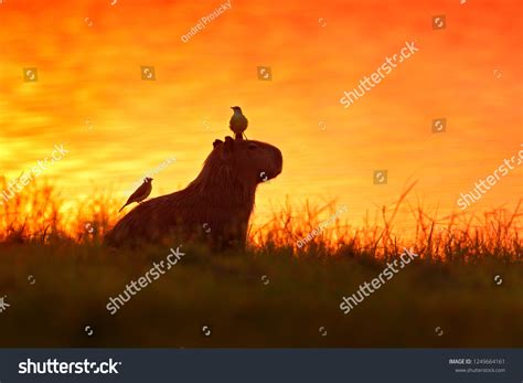 195 Birds Capybara Brazil Royalty-Free Images, Stock Photos & Pictures ...