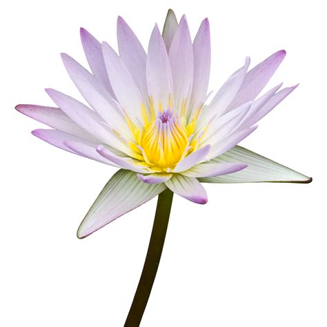 Free Purple Lotus Flower Isolated With Clipping Path 20974413 PNG With