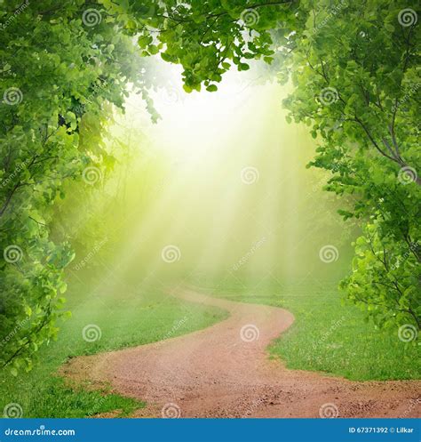 Magic Spring Forest Stock Photo Image Of Landscape Dreamy 67371392