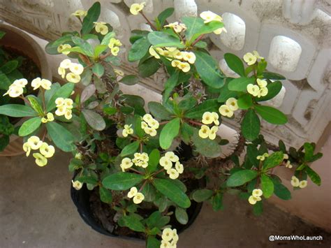 Eileen First Interest Beautiful Plants And Flowers Yellow Crown Of Thorns Euphorbia Milii