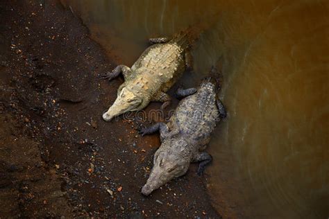 American Crocodiles, Crocodylus Acutus, Animals in the River. Wildlife Scene from Nature ...