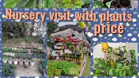 Plant Nursery Visit Plant Price In Nursery Succulent Rs