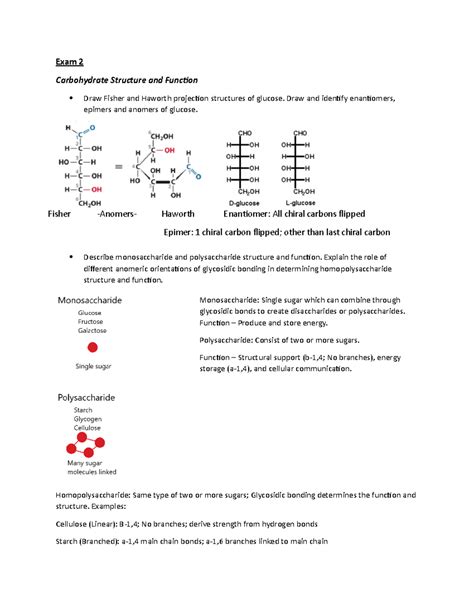 Exam 2 Study Guide Exam 2 Carbohydrate Structure And Function Draw