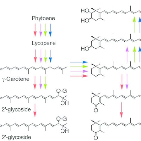 Synthesis Of Zeaxanthin And Nostoxanthin From B Carotene See The Text Download Scientific